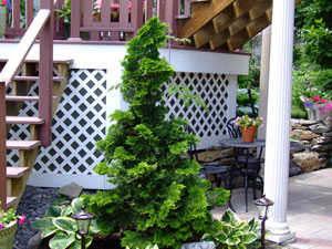 Choose the right tree for the right place the first time!