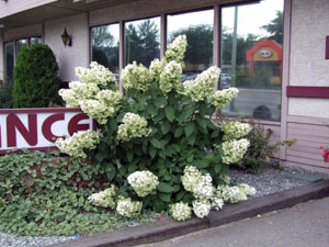 Watch for Don Burnett's Spring Gardening Seminars