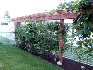Hardy kiwi vine growing on two wires in this dividing pergola