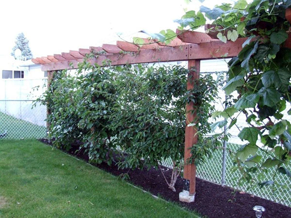 Growing Kiwi Fruit Vines